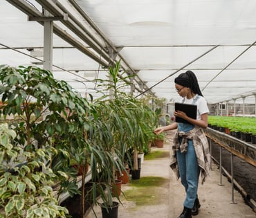 Gardener inspecting plants in a greenhouse