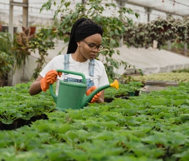 Gardener watering plants in a nursery