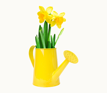 Narcissus Flower Watering Can Arrangement
