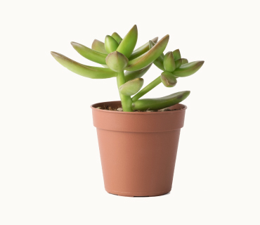 Succulent Plant in a Plastic Pot