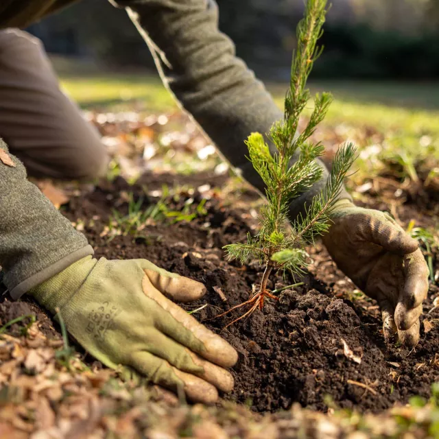 Flower & Tree Planting